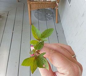 la pesadilla de la existencia de mis jardines, Un primer plano