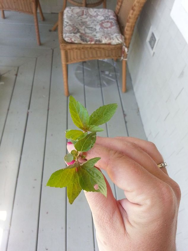 the bane of my gardens existence, A close up