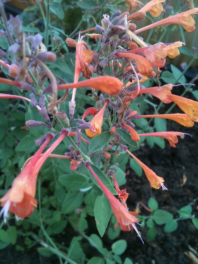flowers in my gardens, flowers, gardening, I believe that this may be a form of Hummingbird Mint and I sure hope it cmoes back this year The leaves smell lik mint when you rub them
