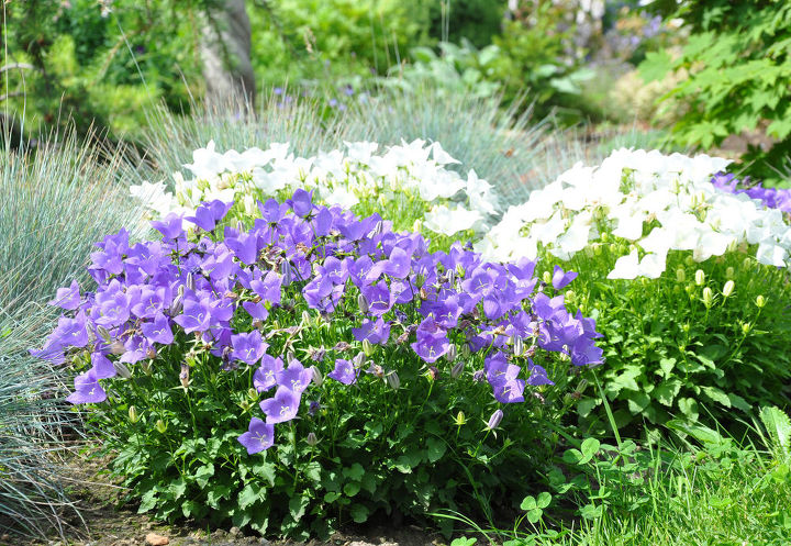 tour a romantic country garden, gardening, outdoor living, A white and a lavender colored Campanula