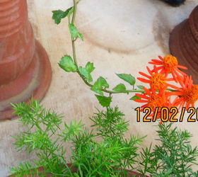 mexican flame vine, gardening