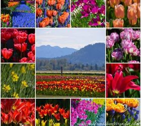 skagit valley tulip festival 2013 the flowers of roozengaarde, flowers, gardening
