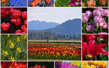 Skagit Valley Tulip Festival 2013: the Flowers of Roozengaarde