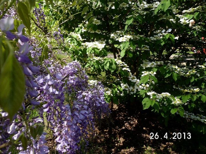my flowers, flowers, gardening, My purple Wisteria