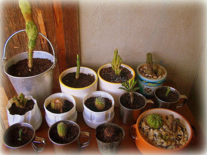 would you know the names of these cacti, gardening