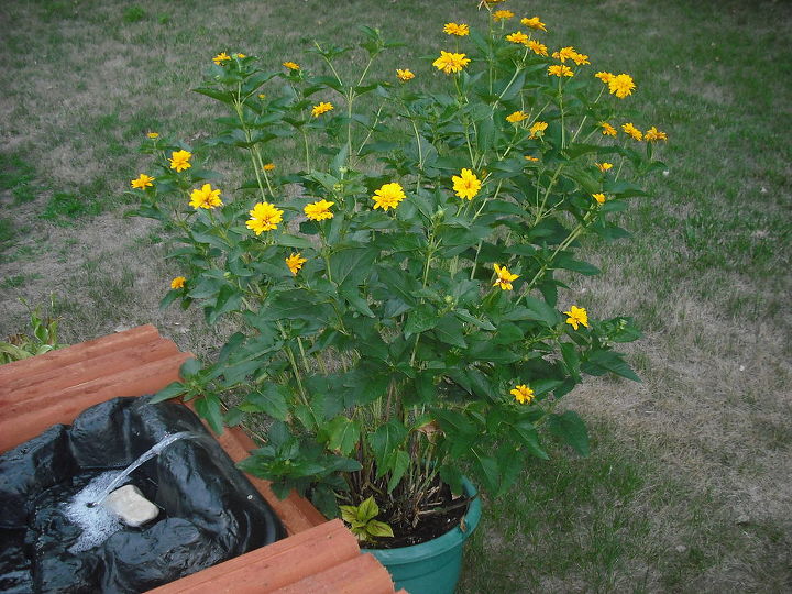 new garden and pond, flowers, gardening, hibiscus, outdoor living, ponds water features, remember my Coreopsis in the pot yep look how big and all came out nice did not put it back in the ground left it in pot and was perfect behind falls