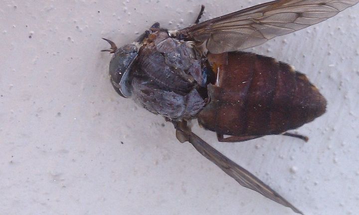 deer fly large one is 1 2 the size of my thumb, Large Deer Fly DEAD These things land on you and bite and keep attacking including your HEAD Back Neck Face Arms Legs