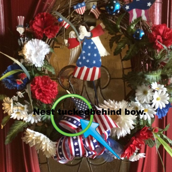 ok i need some humanely advice on my birdly situation, Of all wreaths it s on my Patriotic wreath a gift from a dear friend