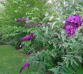 the rockstars of the july garden, gardening, Buddleia attracts butterflies to your garden This is a variegated form that is not invasive here