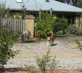 another visitor to the garden winston the pig, pets animals, Here is Winston with one of his two beagle companions heading in our direction