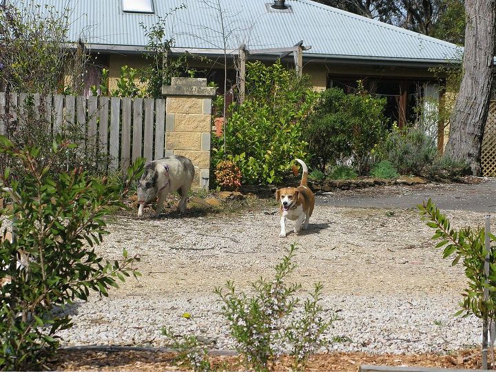 another visitor to the garden winston the pig, pets animals, Here is Winston with one of his two beagle companions heading in our direction