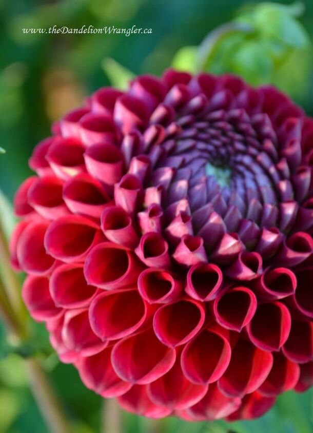 the summer of dahlias, gardening, Loved this dahlia its perfectly symmetrical petals