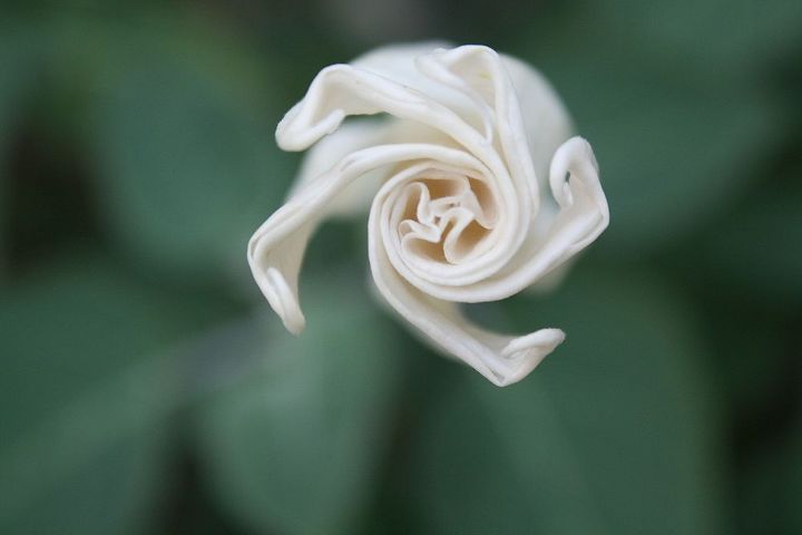 moonflowers and moonbeams, gardening, This beauty is a tad tightly woven just like me