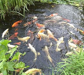things in my backyard, outdoor living, ponds water features, My fish in the lower fish pond They help fertilize It is just not a water garden