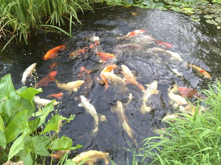 things in my backyard, outdoor living, ponds water features, My fish in the lower fish pond They help fertilize It is just not a water garden