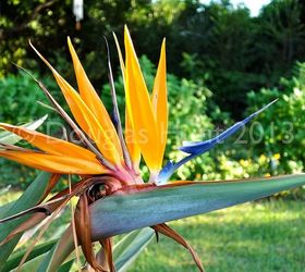fall color florida style, gardening, Orange bird of paradise Strelitzia reginae