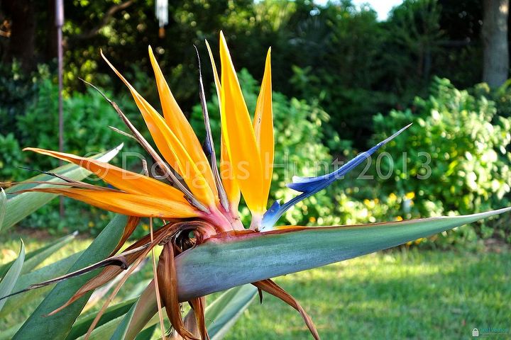 fall color florida style, gardening, Orange bird of paradise Strelitzia reginae