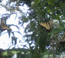 i am so not looking forward to winter i love all the butterflies we h, gardening, pets animals, Butterfly bush was full