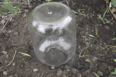 glass jars for frost protection, gardening, Our last frost day is end of May On May 9th I planted a zucchini seed under a jar