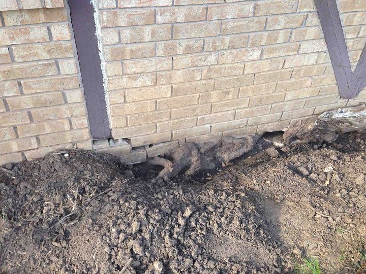 sycamore tree roots lifting our house tree is gone stump ground ho