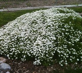 need info on a couple of flowering plants in my yard, flowers, gardening, after blooming