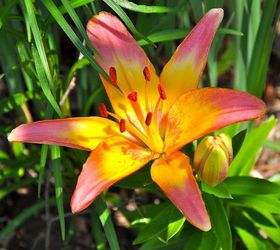 tips on growing beautiful lilies, gardening, ponds water features, Lilies do well in full or half sun