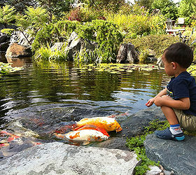 backyard ponds make fish keeping fun, outdoor living, ponds water features, Kids are amazed by friendly koi These quirky critters were brave enough to crawl out of the water for the food that dropped onto the rock