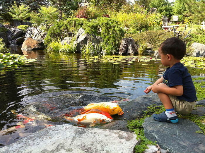 backyard ponds make fish keeping fun, outdoor living, ponds water features, Kids are amazed by friendly koi These quirky critters were brave enough to crawl out of the water for the food that dropped onto the rock