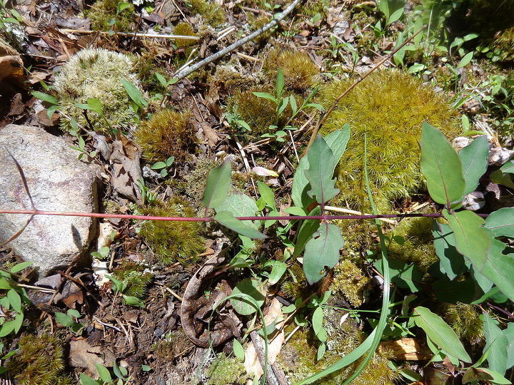 nome dessas plantas, Tamb m possui adesivos nas hastes assim como na primeira foto Foto 2