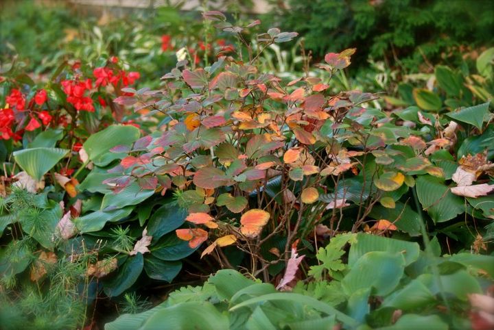 gardening in pennsylvania october 2013, flowers, gardening, hydrangea, The early color of dwarf Fothergilla gardenii It will continue to deep over the next month until it is positively aflame