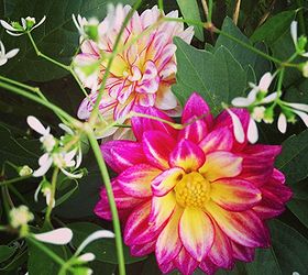 summer flowers in my ohio gardens, flowers, gardening, Dahlias are so pretty