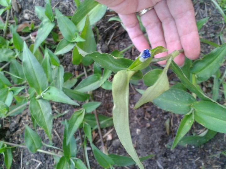 what kind of plant s are these or are they weeds