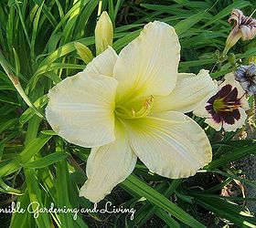 gorgeous late blooming daylilies, flowers, gardening, perennials, Daylily Joan Senior has been around for quite a while but blooms for a very long period of time
