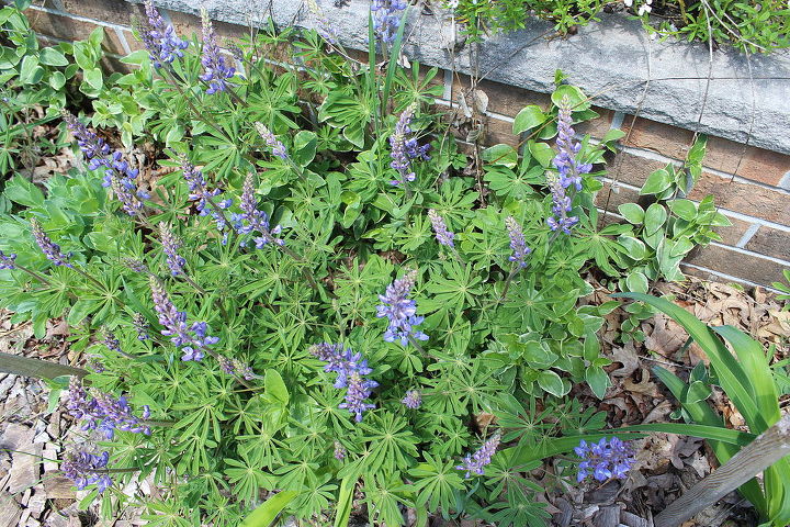 spectacular native lupines bloom again at the small house in sw mi, gardening, raised garden beds