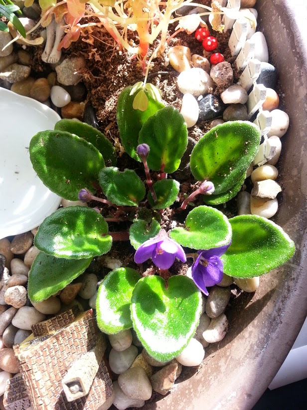 q african violets, gardening