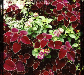 Is Your Heart in the Garden? Try These Heart-Shaped Plants... | Hometalk