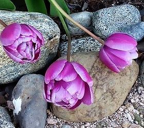 quick tulip tips, flowers, gardening, Double purple tulips when fully opened they look like little peony blooms