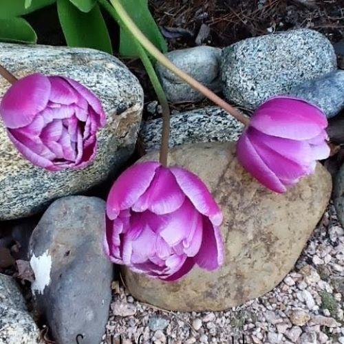 dicas rpidas de tulipas, Tulipas roxas duplas quando totalmente abertas parecem pequenas flores de pe nia