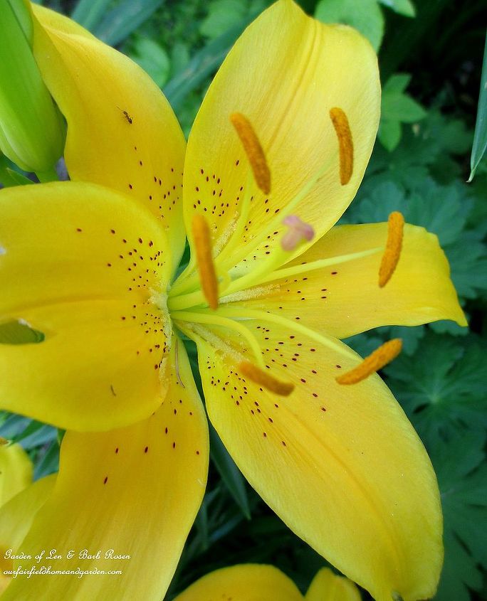 garden walk july 1st, flowers, gardening, hydrangea, outdoor living, repurposing upcycling, Yellow Asiatic Lily