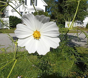 september garden, flowers, gardening, My cosmos stand 4 tall love the dainty foliage too