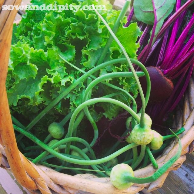 how to prepare garlic scapes, flowers, gardening, Collect fresh lettuce and beets from the garden